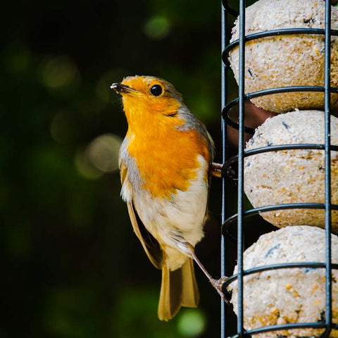 Bird Feeders