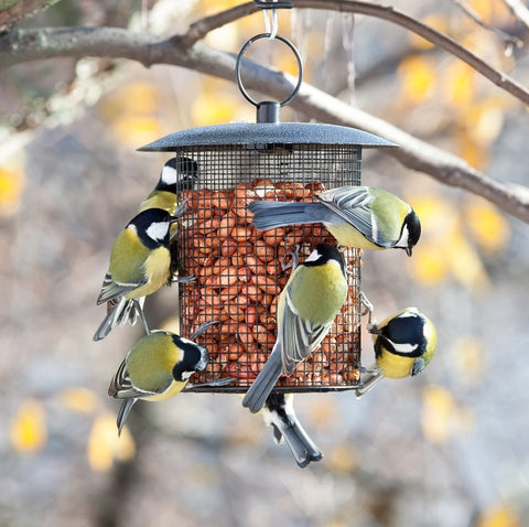 Bird Food