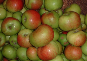 Malus domestica 'Bramley's Seedling' / Cooking Apple  'Bramley's Seedling'