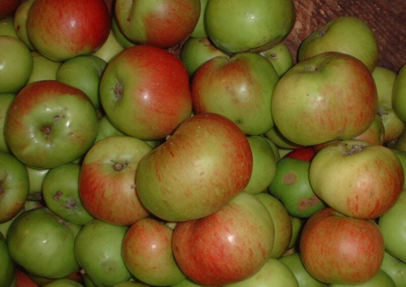Malus domestica 'Bramley's Seedling' / Cooking Apple  'Bramley's Seedling'