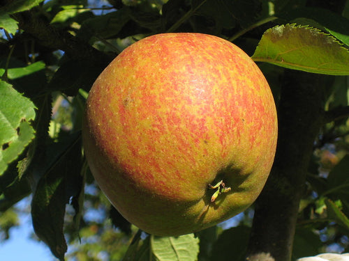 Red and green apple hanging from a tree