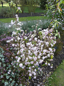 1024px-Daphne_bholua__Jacqueline_Postill___Thymelaeaceae__plant Magnus Manske