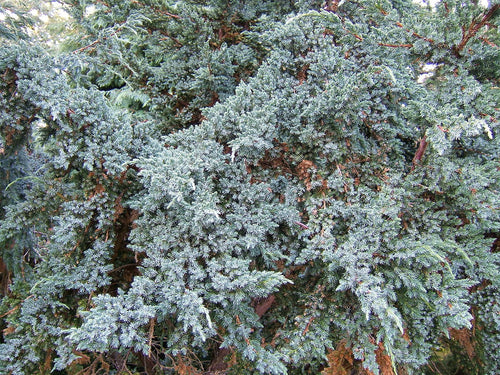 Close-up of a coniferous tree with dense green needles