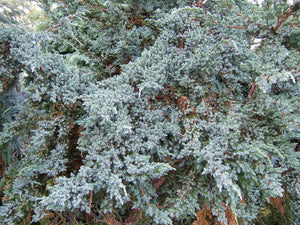 Close-up of a coniferous tree with dense green needles