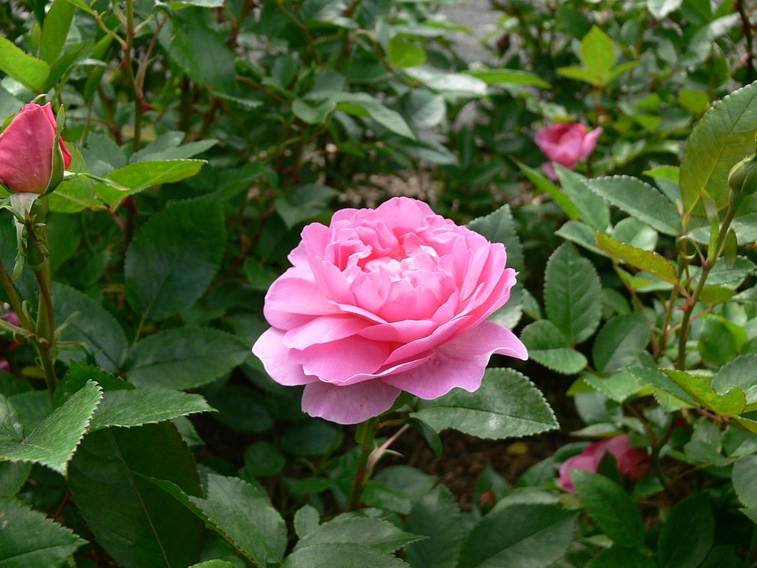 Rosa 'Romance' /  Floribunda Rose 'Romance'
