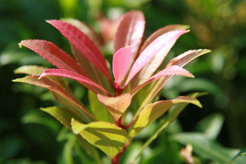 Close-up of red and green leaves with a blurred green background