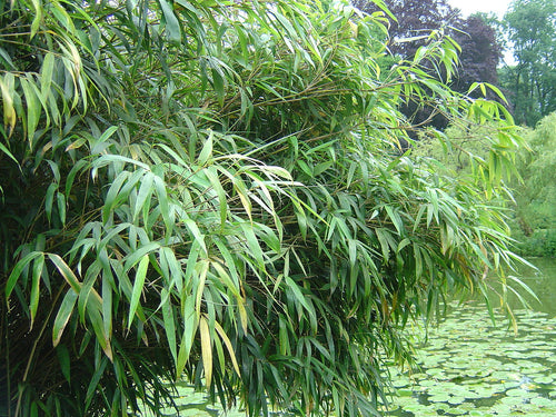 Green bamboo leaves with a blurred natural background