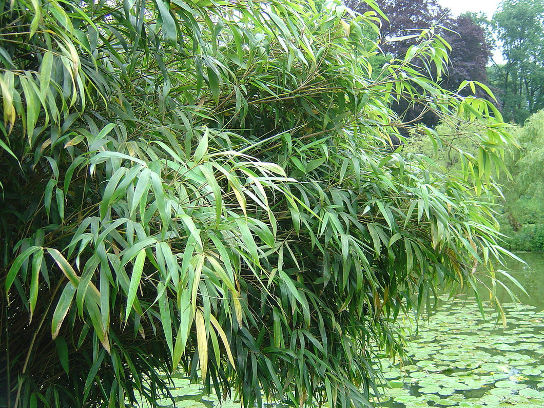 Green bamboo leaves with a blurred natural background