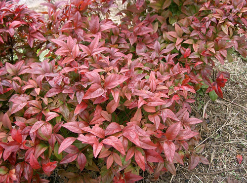 Bush with red and green leaves on a natural background