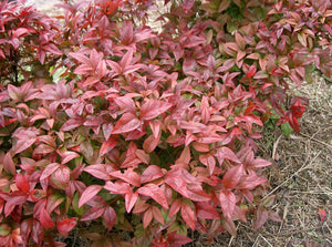 Bush with red and green leaves on a natural background
