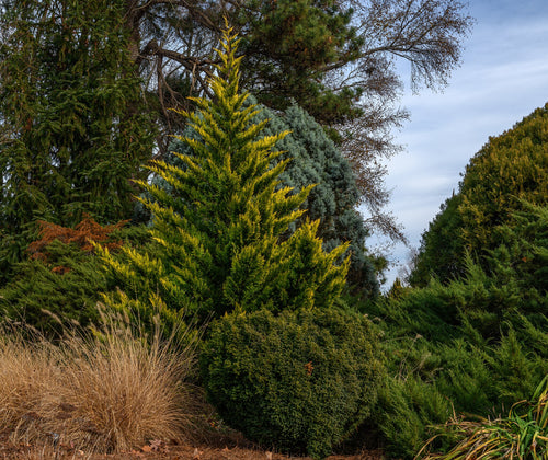 Tall evergreen tree with a blue sky background