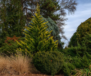 Tall evergreen tree with a blue sky background