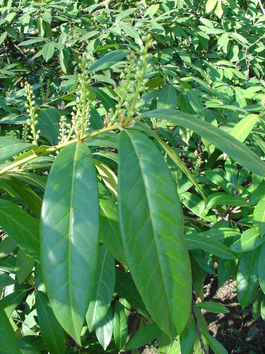 Close-up of green leaves with a blurred background