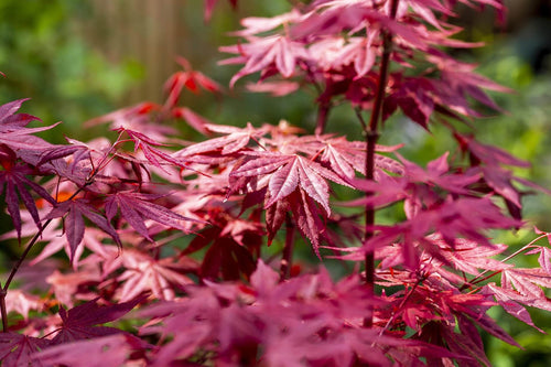 Close-up of vibrant red maple leaves with a blurred green background