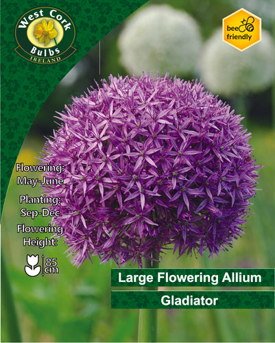 West Cork Bulbs Ireland packaging for Large Flowering Allium Gladiator with purple flower and green background.