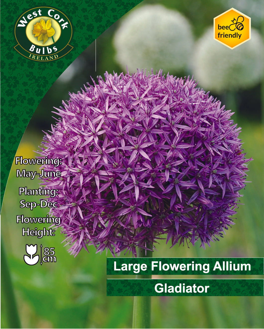 West Cork Bulbs Ireland packaging for Large Flowering Allium Gladiator with purple flower and green background.