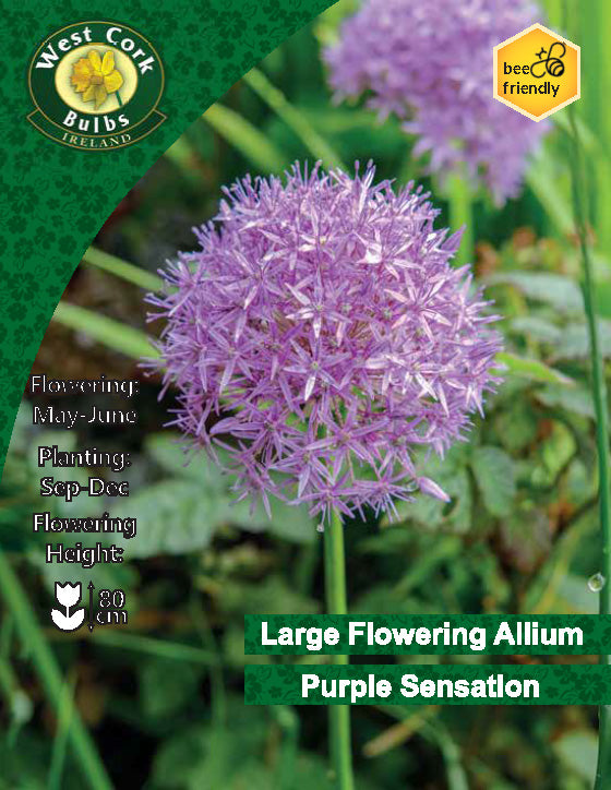 Allium Purple sensation