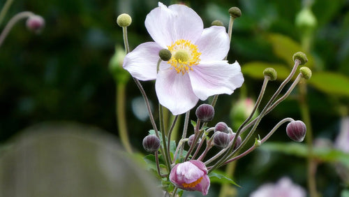 Close-up of a Anemone 'Wild Swan' white flower with a yellow center against a blurred green background