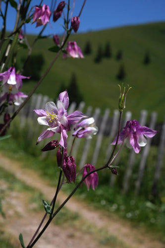 Floral scene with pink and white flowers in a field.