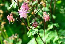 Load image into Gallery viewer, Pink flowers with green leaves on a blurred green background
