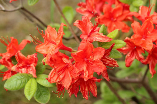 Azalea japonica 'Geisha Red'
