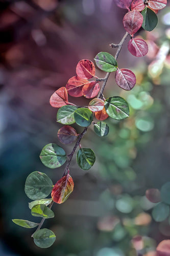 Barbery bush leaves