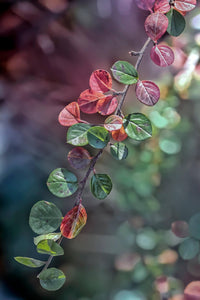 Barbery bush leaves