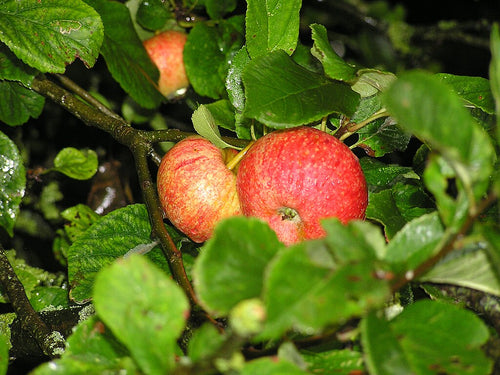 Red apples on a tree branch with green leaves