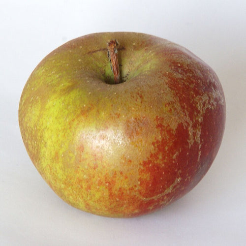 Red and green apple on a white background