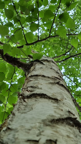 Betula pendula Tree / Silver Birch Tree