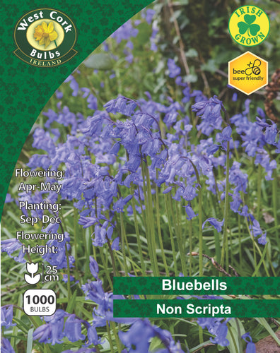 Bluebells Irish Grown - blue violet flowers 