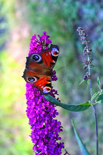 Buddleja davidii 'Black Knight' / Butterfly Bush 'Black Knight'