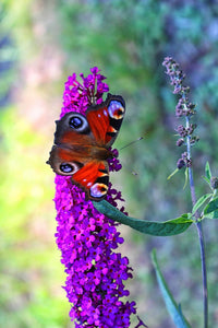 Buddleja davidii 'Black Knight' / Butterfly Bush 'Black Knight'