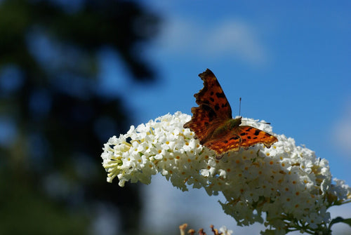 Butterfly on a white flower with a blurred blue sky background