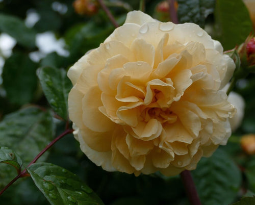 Buff Beauty Rose