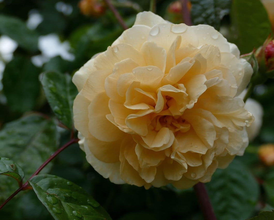 Buff Beauty Rose
