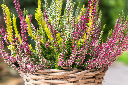 Calluna vulgaris 'Trio Girls' / Heather 'Trio Girls'