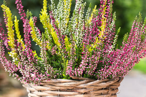 Calluna vulgaris 'Trio Girls' / Heather 'Trio Girls'