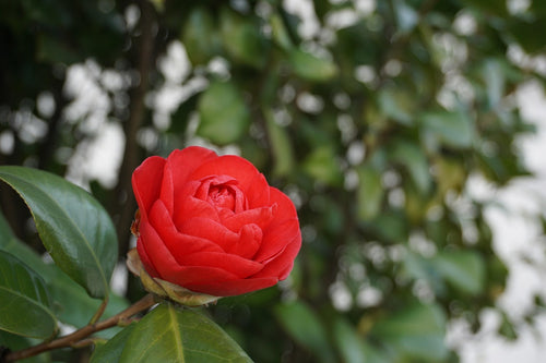 Red flower with green leaves in the background