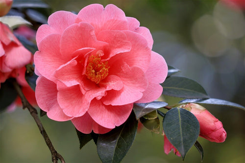 Camellia × williamsii 'Donation'