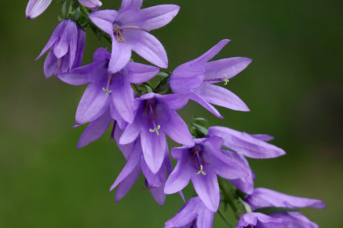 Campanula Portenschlagiana