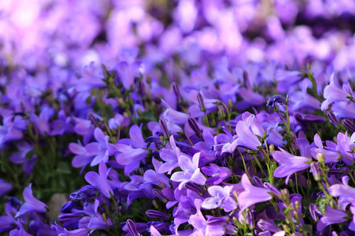 Close-up of purple flowers with a blurred background