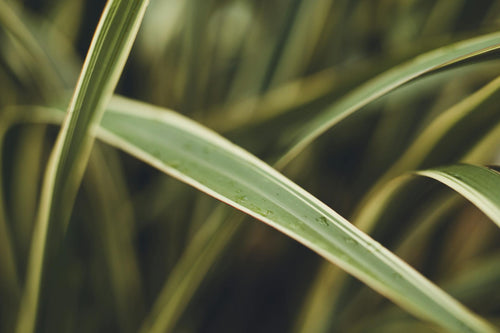 Carexoshimensis_Evergold