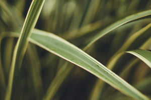 Carexoshimensis_Evergold