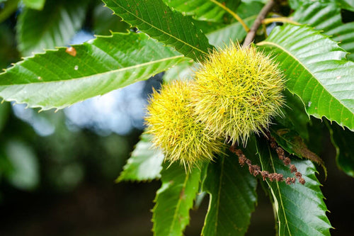 Castanea sativa Tree / Sweet Chestnut Tree