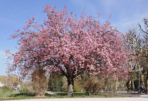 Cerisier_du_Japon_Prunus_serrulata by Flowering Cherry / Prunus Kanzan  cyMyrabella