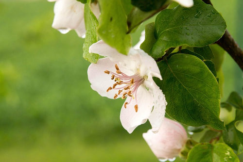 Chaenomeles × superba 'Jet Trail' / Japanese Quince 'Jet Trail'
