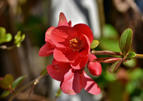 Chaenomeles × superba 'Nicoline' / Japanese Quince 'Nicoline'