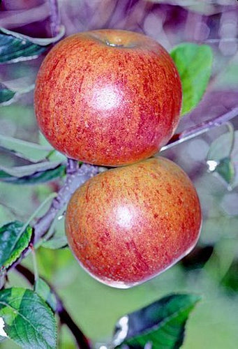 Charles_Ross apple