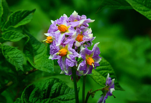 Purple flowers with yellow centers on a green leafy background